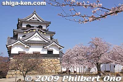 Hikone Castle is one of five main castle towers in Japan designated as a National Treasure. The others are Himeji, Matsumoto, Matsue, and Inuyama Castles.
Keywords: shiga hikone castle tower national treasure sakura cherry blossoms shigabestkokuho