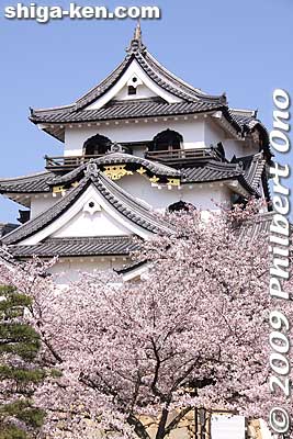 Many daimyos assisted during the early phase. Most of the structures and stones came from defunct castles in Omi like Otsu, Nagahama, Odani, and Sawayama to reduce the construction time and cost.
Keywords: shiga hikone castle tower national treasure sakura cherry blossoms shigabestsakura