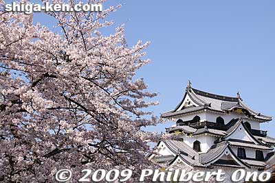 The castle was finally completed by the Ii clan in 1622. Hikone Castle was the government seat and residence of the Hikone daimyo who ruled the Hikone domain and a few domains in Edo (Tokyo).
Keywords: shiga hikone castle tower national treasure sakura cherry blossoms