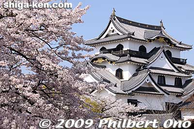 Although it was a military fortress, Hikone Castle never saw battle and was mainly a symbol of authority.
Keywords: shiga hikone japancastle tower national treasure sakura cherry blossoms shigabestsakura