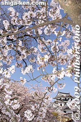 Hikone was important as the crossroads of the Nakasendo Road (中山道) to Kyoto and Hokurikudo Road (北陸道) to the northwest. It also linked the roads to boat transportation on Lake Biwa for Kyoto.
Keywords: shiga hikone castle tower national treasure sakura cherry blossoms shigabestsakura