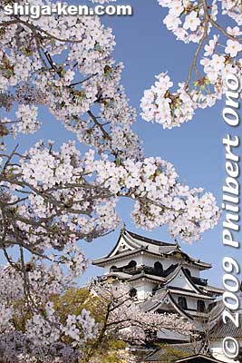 As one of the inner-circle fudai daimyo (譜代大名), the Ii clan continued to be influential in the Tokugawa shogunate.
Keywords: shiga hikone castle tower national treasure sakura cherry blossoms