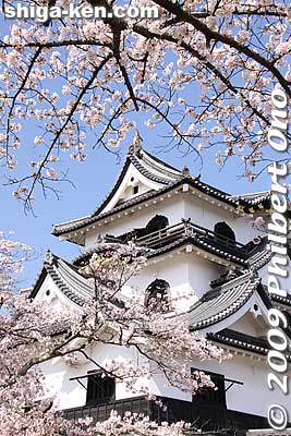 After the demise of the Tokugawa and the restoration of Imperial rule in 1868, castles were ordered to be demolished. Hikone Castle was also being dismantled when Emperor Meiji visiting in 1878 spared the castle.
Keywords: shiga hikone castle tower national treasure sakura cherry blossoms