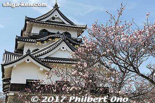 Hikone Castle and plum blossoms.
Keywords: shiga Hikone Castle