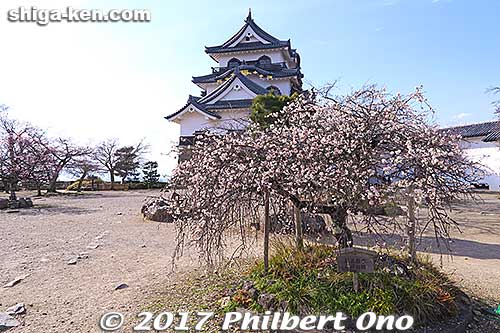 Plum blossom ume tree given by the city of Mito in Ibaraki Prefecture.
Keywords: shiga Hikone Castle