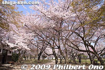 Path to Nishinomaru in spring. This area is also good for pinicking.
Keywords: shiga hikone castle sakura cherry blossoms