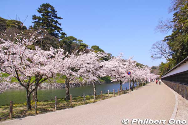 Moat and cherry trees next to Genkyuen Garden.
Keywords: shiga hikone castle sakura cherry blossoms