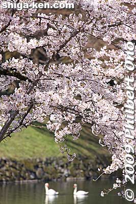 Keywords: shiga hikone castle sakura cherry blossoms