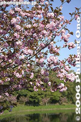 Hinokawa Dam Park 日野川ダム公園
Keywords: shiga hino-cho nakano castle　japanaki
