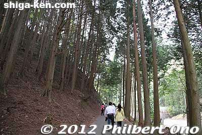Walk through a forest.
Keywords: shiga hino shakunage Rhododendron flowers gorge valley