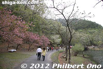 Path to the flower gorge.
Keywords: shiga hino shakunage Rhododendron flowers gorge valley