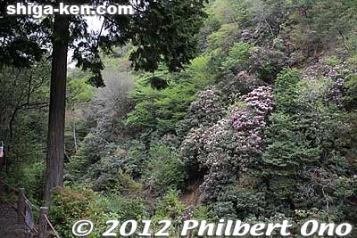 The first shakunage in sight.
Keywords: shiga hino shakunage Rhododendron flowers gorge valley