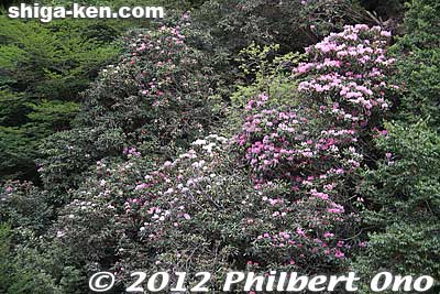Keywords: shiga hino shakunage Rhododendron flowers gorge valley