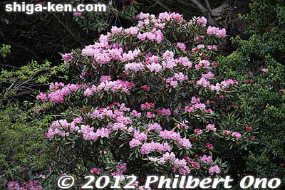 Rhododendron normally grow at much higher elevations so it is unusual to see them here.
Keywords: shiga hino shakunage Rhododendron flowers gorge valley