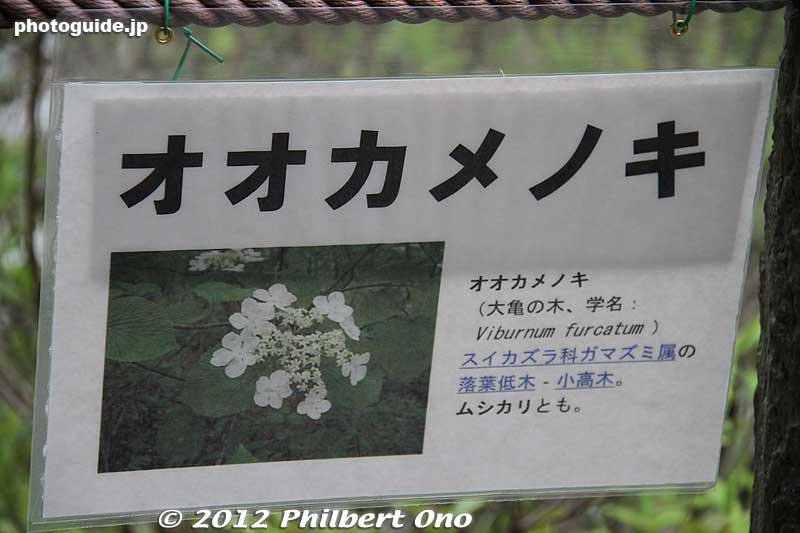 Ookaminoki in Japanese. オオカメノキ（大亀の木、学名： Viburnum furcatum)
Keywords: shiga hino shakunage Rhododendron flowers gorge valley