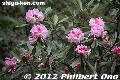 Rhododendron
Keywords: shiga hino shakunage Rhododendron flowers gorge valley