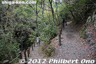 A different trail going back.
Keywords: shiga hino shakunage Rhododendron flowers gorge valley