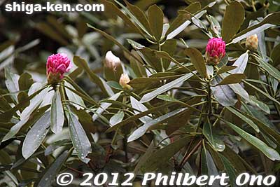 Budding Rhododendron.
Keywords: shiga hino shakunage Rhododendron flowers gorge valley