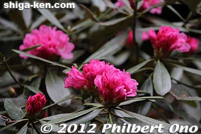 Dark pink Rhododendron.
Keywords: shiga hino shakunage Rhododendron flowers gorge valley