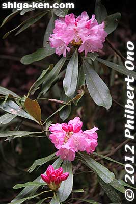 Pink Rhododendron.
Keywords: shiga hino shakunage Rhododendron flowers gorge valley