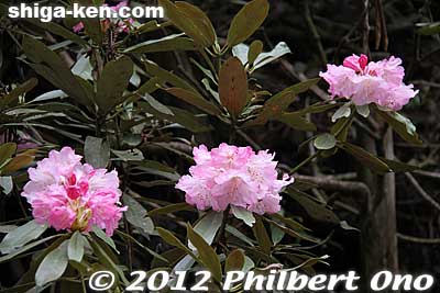 Light pink Rhododendron.
Keywords: shiga hino shakunage Rhododendron flowers gorge valley