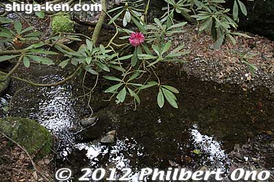 A stream runs through the gorge.
Keywords: shiga hino shakunage Rhododendron flowers gorge valley