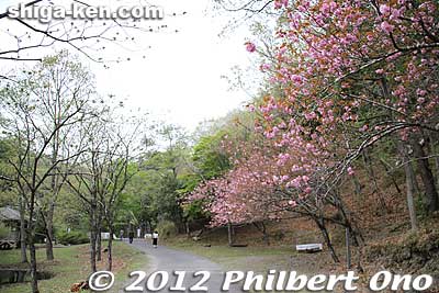 Way going back.
Keywords: shiga hino shakunage Rhododendron flowers gorge valley