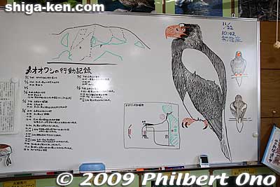 Explanation of Steller's sea eagle and its movement in the area.
Keywords: shiga nagahama kohoku-cho wild birds waterfowl bird-watching nature wildlife