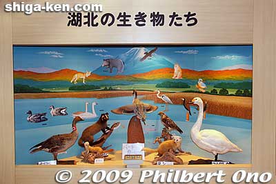 Connected via a passageway to the Kohoku Wildbird Center is the Biwako Waterfowl and Wetland Center set up by the Ministry of the Environment in 1997. It is also operated by Kohoku town.
Keywords: shiga nagahama kohoku-cho wild birds waterfowl bird-watching nature wildlife
