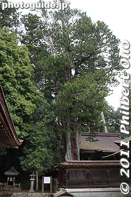 35 meter-high tree, about 750 years old next to the Honden hall.
Keywords: shiga koka aburahi matsuri shrine 