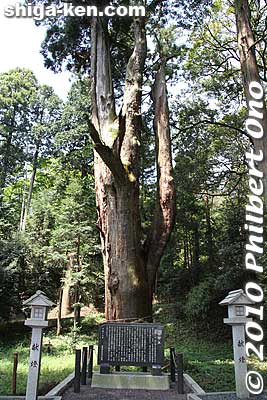 Large sacred tree.
Keywords: shiga koka tsuchiyama tagi jinja shrine shinto 