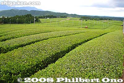 Tsuchiyama tea fields in the Tongu area. Koka city produces 80% of the green tea produced in Shiga.
Keywords: shiga koka tsuchiyama-cho tsuchiyama-juku tokaido station shukuba post stage town museum