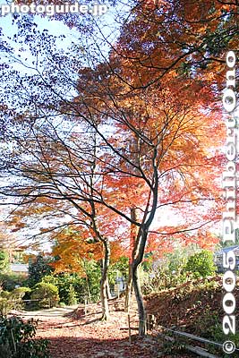Fall colors
Keywords: shiga prefecture konan tendai buddhist temple national treasure