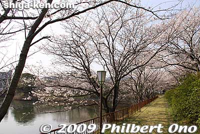 Keywords: shiga konan cherry blossoms park
