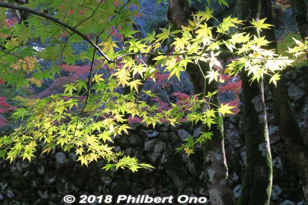 Keywords: shiga kora saimyoji tendai temple autumn foliage leaves