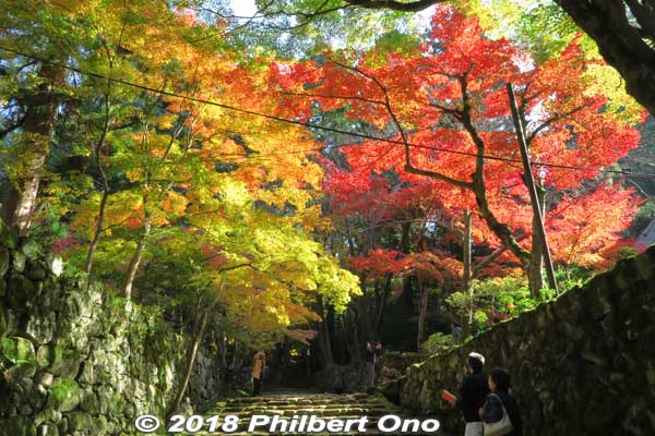 Saimyoji's autumn highlight is its stunning path to the temple.
Keywords: shiga kora saimyoji tendai temple autumn foliage leaves
