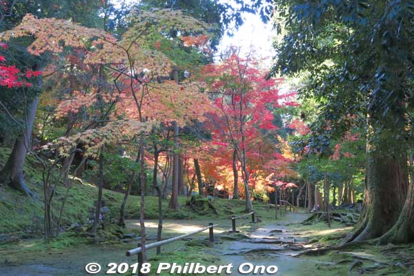 Keywords: shiga kora saimyoji tendai temple autumn foliage leaves maple momiji