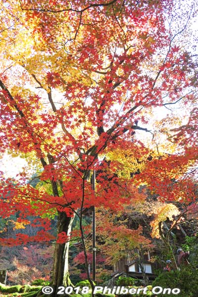 So beautiful in autumn!
Keywords: shiga kora saimyoji tendai temple autumn foliage leaves maple momiji