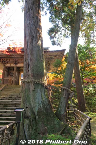 Wedded cedar trees.
Keywords: shiga kora saimyoji tendai temple autumn foliage leaves maple momiji