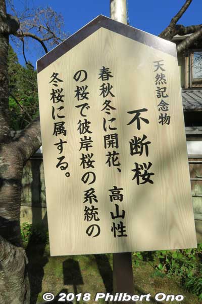 About the "ever-blooming" cherry tree (fudan-zakura).
Keywords: shiga kora saimyoji tendai temple