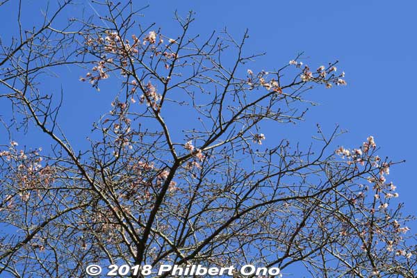 "Ever-blooming" cherry tree (fudan-zakura) in autumn.
Keywords: shiga kora saimyoji tendai temple