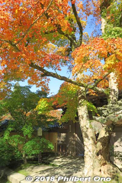 Keywords: shiga kora saimyoji tendai temple autumn foliage leaves maple momiji