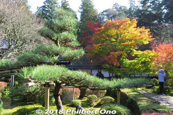 Green pine tree.
Keywords: shiga kora saimyoji tendai temple autumn foliage leaves maple momiji