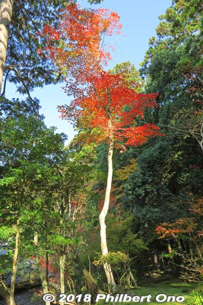 Red maples towering above.
Keywords: shiga kora saimyoji tendai temple autumn foliage leaves maple momiji