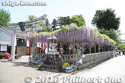 The Takatora Summit was held in Kora-cho's Zaiji area on May 9, 2010. It was Kora's second time to host the summit. The first time was in 2000. Zaiji Hachiman Shrine was one of the festival venues.
Keywords: shiga kora-cho takatora summit festival 