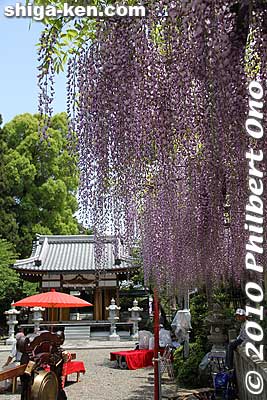 Keywords: shiga kora-cho takatora summit festival wisteria