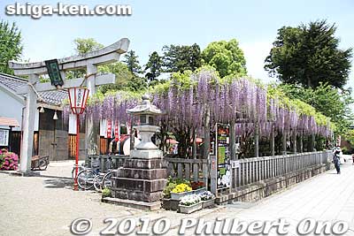 Zaiji Hachiman Shrine, the family shrine of the Todo clan. This place in Zaiji (Kora, Shiga) was Lord Todo Takatora's birthplace. Takatora later became lord of Tsu Castle in Mie Prefecture. [url=http://goo.gl/maps/QIHeB]MAP[/url]
Keywords: shiga kora-cho zaiji hachiman jinja japanshrine wisteria flowers