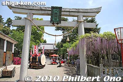 Torii gate to Zaiji Hachiman Shrine in Kora, Shiga.
Keywords: shiga kora-cho zaiji hachiman jinja japanshrine wisteria flowers