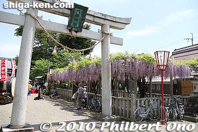 Keywords: shiga kora-cho zaiji hachiman jinja shrine wisteria flowers 