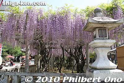 Keywords: shiga kora-cho zaiji hachiman jinja shrine wisteria flowers 